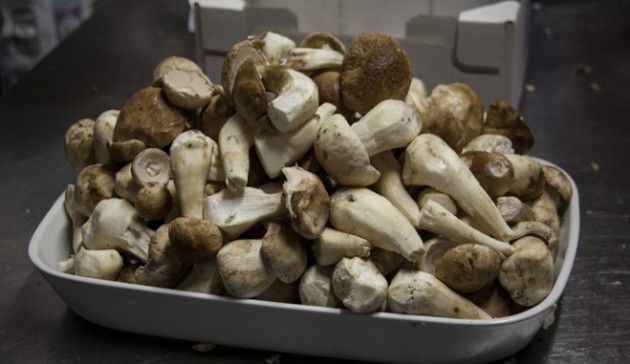 pulizia-dei-funghi-porcini